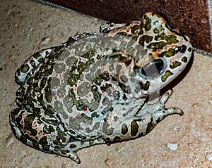 The Anuris Anura Waldheim, 1813 are an amphibian order to which over 7,000 species belong, commonly referred to as frogs, toads