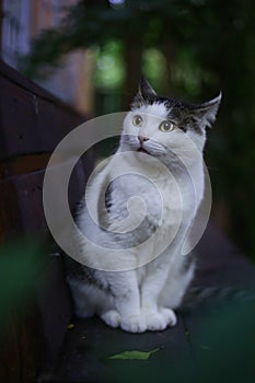 Anxious cat sit on the bench close up vertical photo