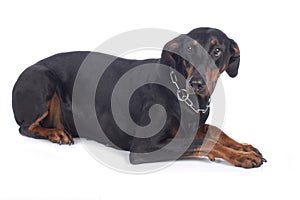 Anxious dobermann dog