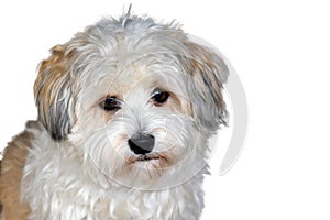 Anxiously and sad little havanese puppy isolated on white