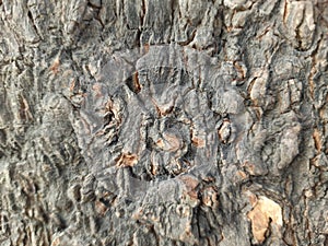 Almost any large, mature tree can develop surface roots, Surface of Tree