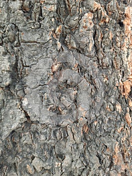Almost any large, mature tree can develop surface roots, Surface of Tree