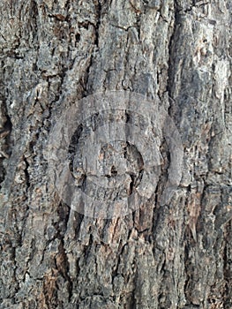 Almost any large, mature tree can develop surface roots, Surface of Tree