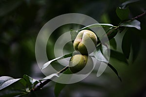 peach photo