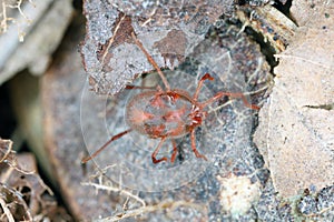 Anystidae sp. predatory mite.