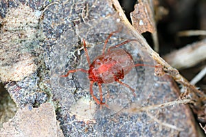 Anystidae sp. predatory mite. photo