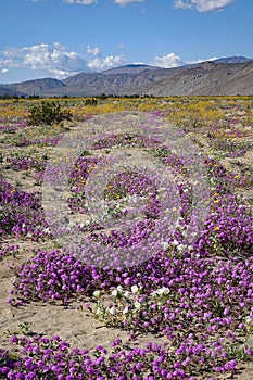 Anza-Borrego Desert State Park 2024 spring wild flower bloom