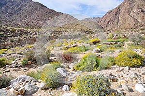 Anza-Borrego Desert State Park , California