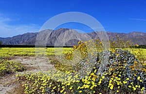 Anza Borrego desert state park spring landscape with yellow Brittlebush flowers photo