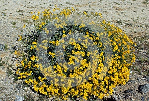 Anza Borrego desert state park, yellow Brittlebush flowers photo