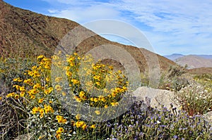 Anza Borrego desert state park spring landscape with yellow Brittlebush flowers photo