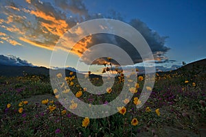 Anza-Borrego Desert State Park Spring Sunset