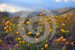 Anza-Borrego Desert State Park Wildflowers