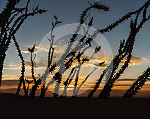 Anza Borrego State Park