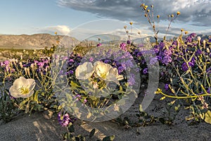 Anza Borrego State Park