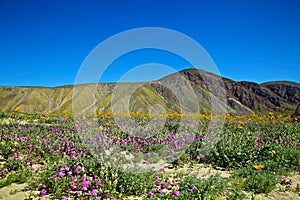 Anza Borrego wildflower mountainside