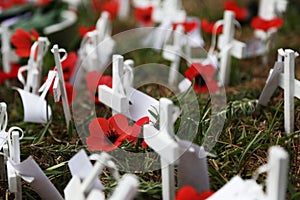 Anzac day poppies