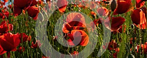 Anzac Day with red poppy flower background. Remembrance Day. National holiday banner. Spring meadow with flowers. Meadow