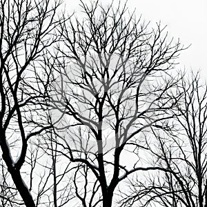 Aof dead trees with branches isolated on transparent PNG photo