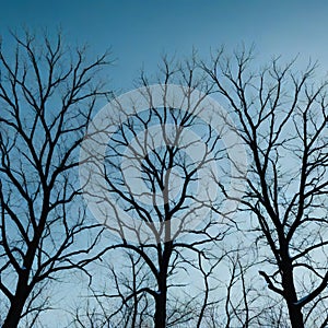 Aof dead trees with branches isolated on transparent PNG photo