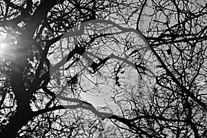 Aok tree B&W