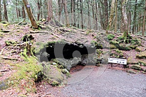 Aokigahara Forest