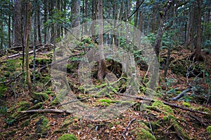 Aokigahara, moss forest in Japan
