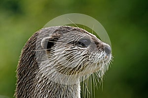 Aonyx cinerea, Asian Otter
