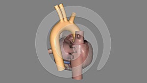 The aorta is the main artery that carries blood away from your heart to the rest of your body