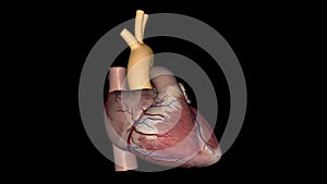 The aorta is the main artery that carries blood away from your heart to the rest of your body