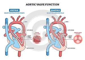 Aortic valve function diagram explaining systole vs diastole, showing blood ...