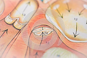 Aortic valve (tricuspid valve) in an anatomical illustration