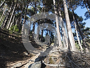 Forest of Pino Silvestre near Brusson, Val d`Ayas photo