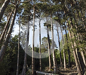 Forest of Pino Silvestre near Brusson, Val d`Ayas photo