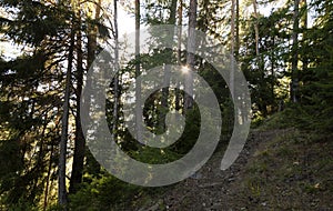 Forest of Pino Silvestre near Brusson, Val d`Ayas, Italy photo