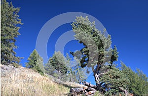 Forest of Pino Silvestre near Brusson, Val d`Ayas photo