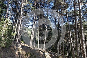 Forest of Pino Silvestre near Brusson, Val d`Ayas photo