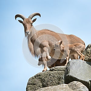 Aoudad Family