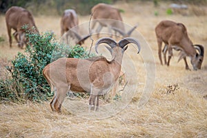 Aoudad Ram Behind