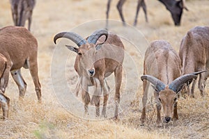 Aoudad Ram Standing