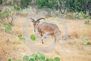 Aoudad Sheep Ewe