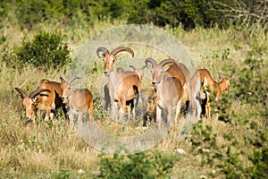 Aoudad sheep