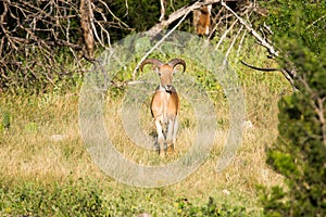Aoudad sheep