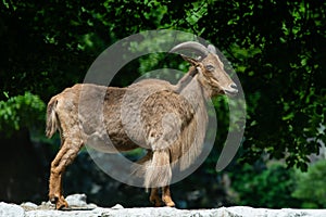aoudad standing on green