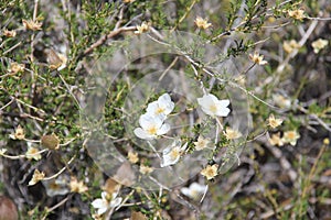 Apache Plume