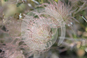 Apache Plume