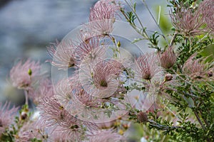 Apache Plume wildflower in bloom