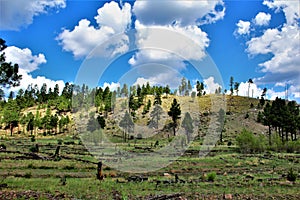 Apache Sitgreaves National Forest 2002 Rodeo-Chediski Fire Regrowth as of 2018, Arizona, United States