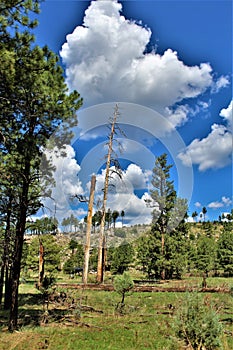 Apache Sitgreaves National Forest 2002 Rodeo-Chediski Fire Regrowth as of 2018, Arizona, United States