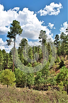 Apache Sitgreaves National Forest 2002 Rodeo-Chediski Fire Regrowth as of 2018, Arizona, United States